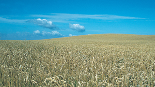 Cargill wheat starch case_320x180.jpg