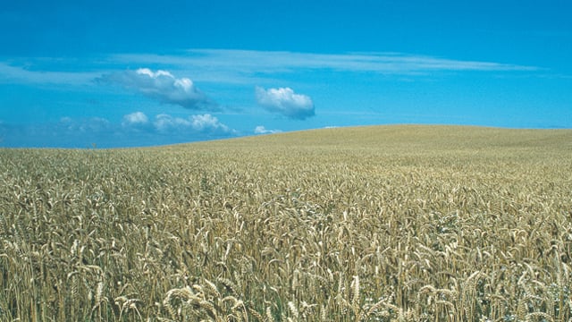 Cargill wheat starch case 640x360