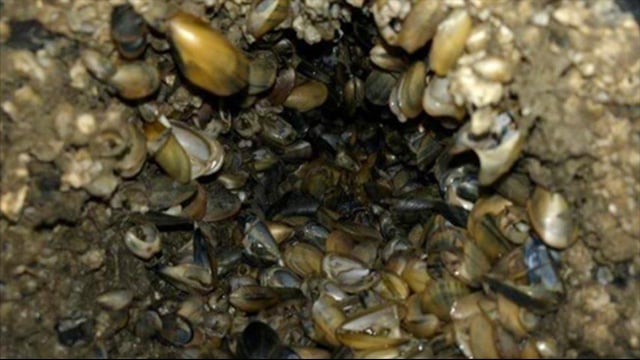 Sonihull application - Marine Infestation Prevention