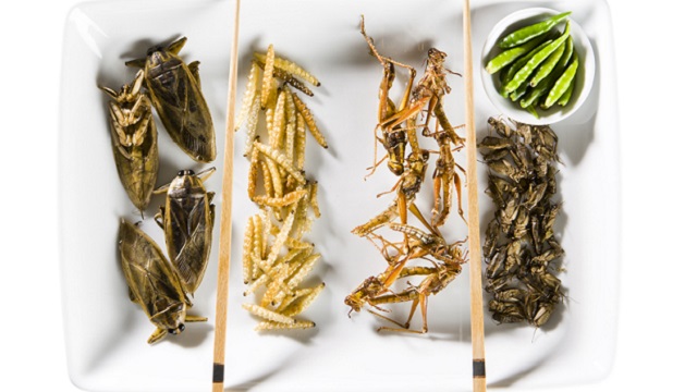 Insects on a plate 640x360.jpg